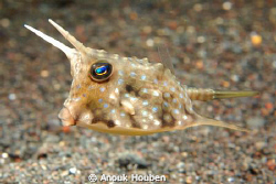 Cow-horn boxfish. by Anouk Houben 